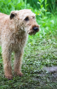 Active dog outdoors on green summer grass background. photo