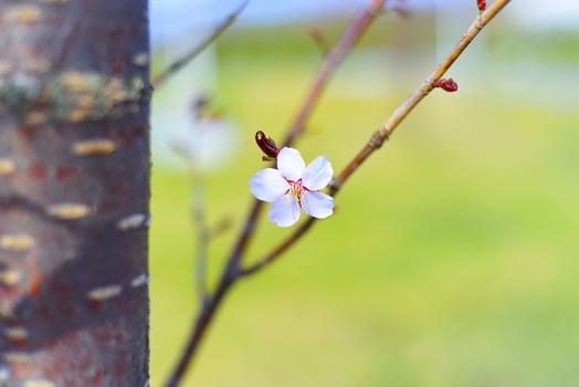 Sakura flowers. Russian Far East photo