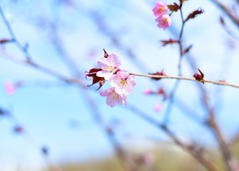 Sakura flowers against blue background Russian Far East photo