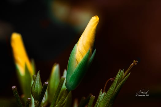 Yellow flower waiting to bloom in morning photo