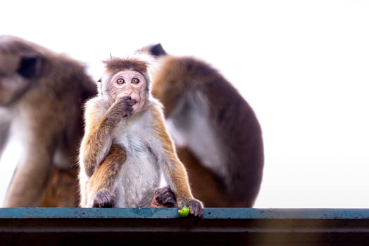 A monkey sitting on a ledge with a tennis ball photo
