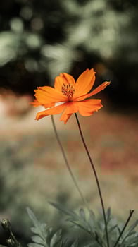 Orange cosmos flower photo