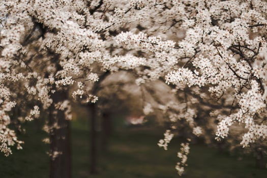 Blooming plum trees in petrin hill close up, prague, during springtime photo