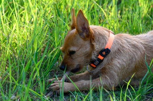 Playful dog explores lush green grass in a sunlit outdoor setting during a warm afternoon photo