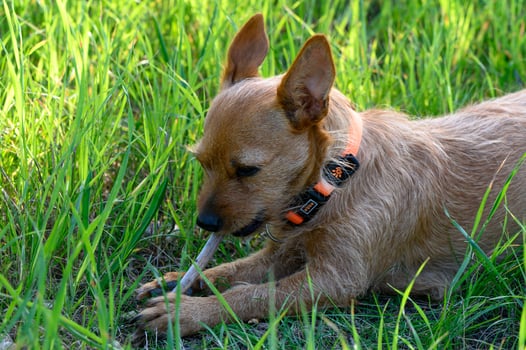 Playful dog enjoys a sunny afternoon in a lush green field with a stick photo