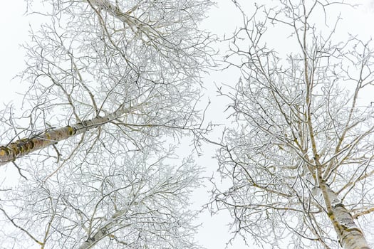 The heavy snowfall in a wild park, winter fairy tale in the forest, snow-covered tree branches, large flakes of snow are slowly falling, nobody, snow storm, blizzard photo