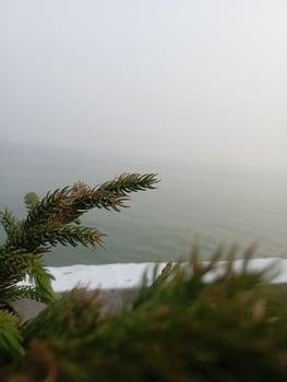 a small plant is sitting on a ledge next to the ocean photo
