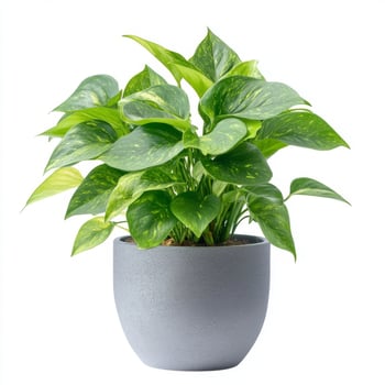 Golden Pothos Houseplant in a Gray Pot, Vibrant Green Foliage photo