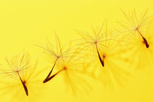 Macro texture nature pattern of seeds of dandelion flower, natural botanical still life with plant, shadow at sunlight. Natural textured background or wallpaper. Yellow color, beauty of nature photo