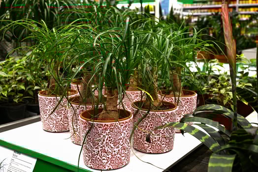 A nolina plant in a flower pot in a flower shop on a beautiful sunny morning photo