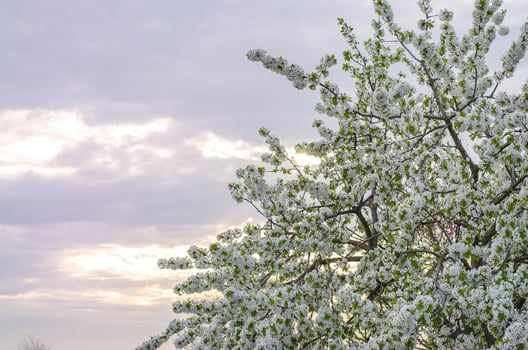 Blooming cherry tree on the background of the evening sunset sky. Buds flowering tree. Concept of spring. Agriculture and agro-industry. Growing cherries in the farm garden. photo