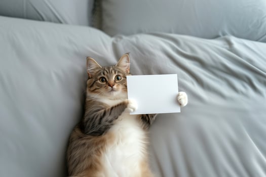 Cute cat with blank card on bed at home. Space for text photo