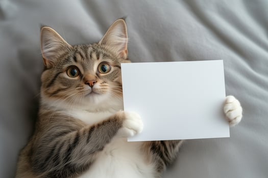 Cute tabby cat lying on bed and holding blank card. photo