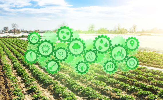 Concept of technological innovation gears on background field of plantation of young potato bushes. Agroindustry and agribusiness. Agriculture, growing food vegetables. Harvest photo