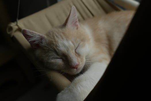 Sleepy relaxed cat on hammoc. Lovely cute cat face. orange and white cat photo