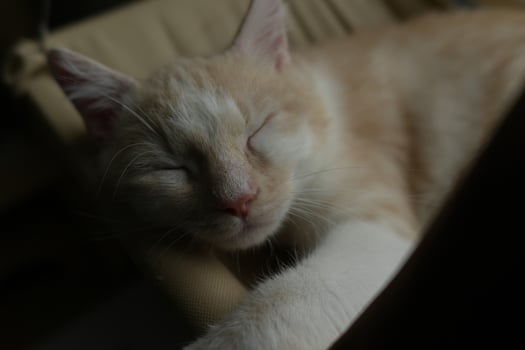Sleeping ginger cat, orange and white cat, closing eyes with perfect dream photo