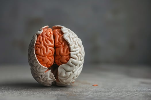 Plastic brain model emerging from shell on grey background photo