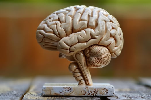Anatomical model of human brain sitting on a small plinth photo