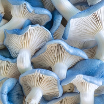 Blue mushrooms showing gills and stems in a cluster photo