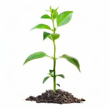 Young plant growing in soil on white background symbolizing new life photo