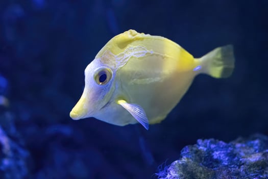 The yellow tang, Zebrasoma flavescens, is popular marine aquarium fish photo