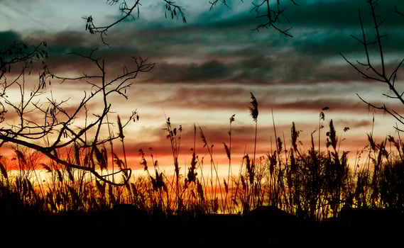 reed background sky evening sun sunrise light morning photo