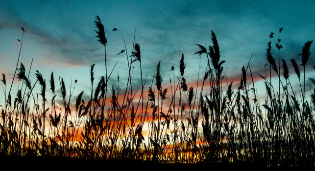 reed background sky evening sun sunrise light morning photo