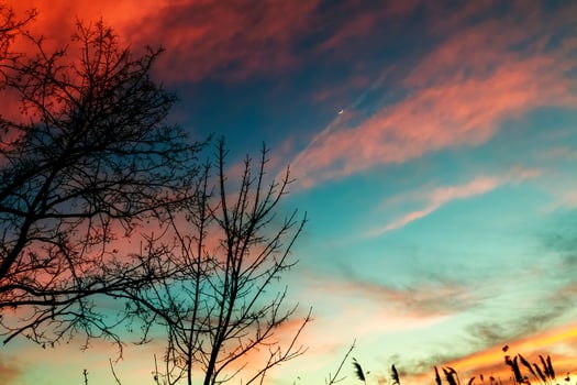 reed background sky evening sun sunrise light morning photo