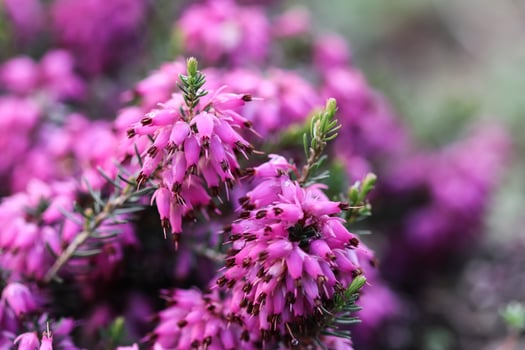 Pink Erica carnea flowers , winter Heath in the garden after rain in early spring photo