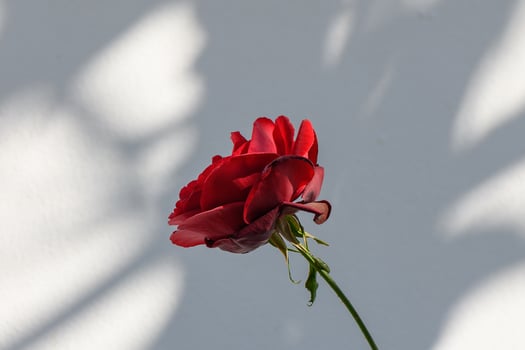Vibrant red rose blooms gracefully against a soft background highlighting delicate shadows and colors photo