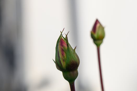 Rosebuds in the early morning light, hinting at vibrant blooms and nature's beauty photo