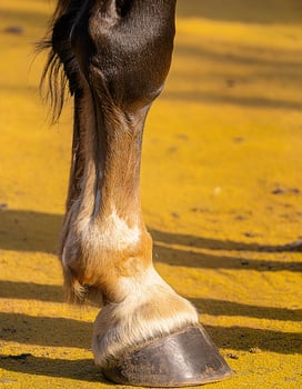 Elegance in Motion Close-Up of Horse Hooves Against a Vibrant Yellow Backdrop photo