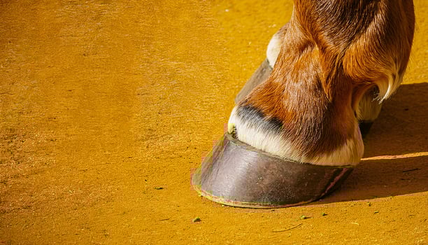 Graceful Stance Horse Legs Highlighted by Bold Yellow Background photo