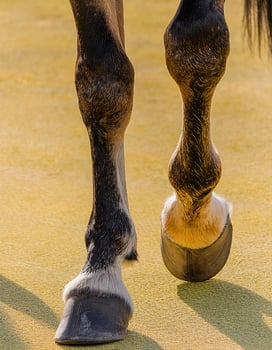 Natural Elegance Horse Lower Limbs Framed by Radiant Yellow photo