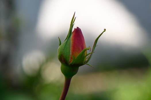 Delicate rosebud emerging in a serene garden on a sunny afternoon photo