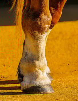 Bold and Beautiful . Equine Close-Up with Vibrant Yellow Background photo