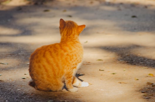 Ginger Cat in Serene Repose on a Sun drenched Pathway photo