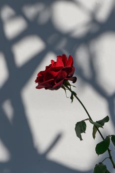Red rose stands elegantly against a textured wall showcasing intricate shadows at midday photo