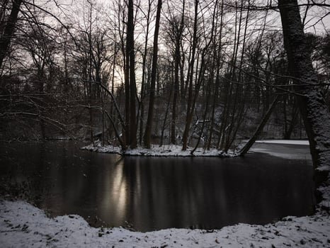 Snow covered trees mirroring tranquil river surface, winter landscape enveloping prague with soft, subdued atmospheric light Vinor Nature Reserve photo