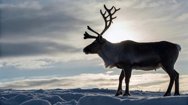 A reindeer with large antlers silhouetted against a bright photo