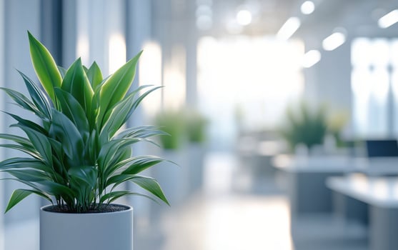 A plant in a white pot on a table in an office photo