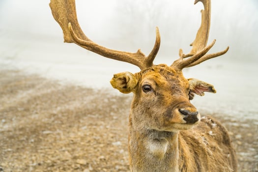 Portrait of a red deer and a beautiful foggy winter forest landscape. Czech photo