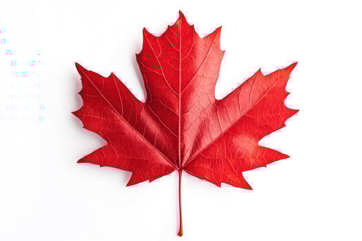 Vibrant Red Maple Leaf Autumn Nature Photography photo
