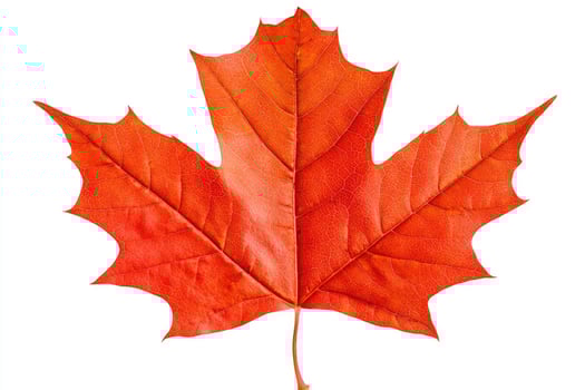 Vibrant Red Maple Leaf Autumn Nature Image photo
