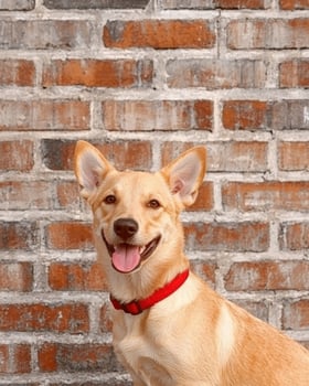 Happy dog sitting in front of a brick wall photo