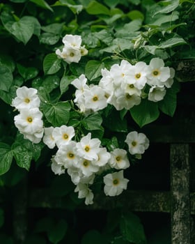 White flowers blooming on a green vine photo