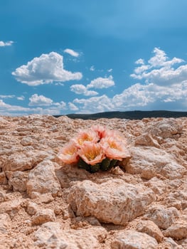 Pink cactus flowers blooming in a rocky desert landscape under a bright blue sky photo