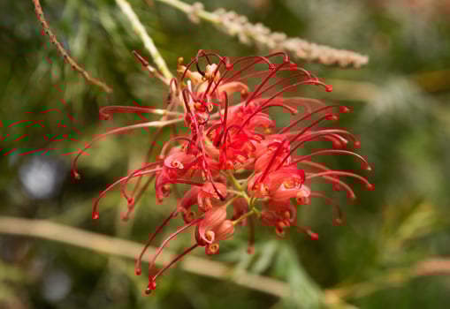 Close-up of Grevillea 'Robyn Gordon', a striking red flower native to Queensland, Australia, from the Proteaceae family, in natural sunlight photo