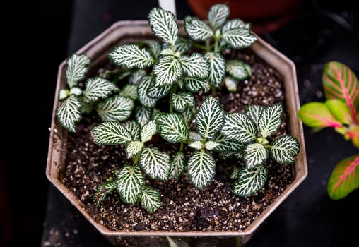 Fittonia albivenis Mosaic White Tiger in a pot, showcasing its striking white-veined green leaves and compact, lush growth photo