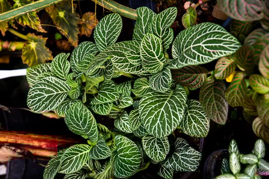 Close-up of vibrant Fittonia plants with lush green leaves featuring intricate white vein patterns. A popular tropical houseplant photo